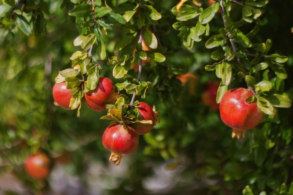 pomegranate_blog_dalu_natural_skincare