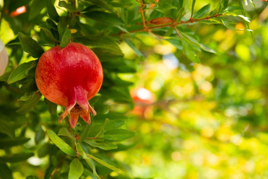 pomegranate_blog_dalu_natural_skincare