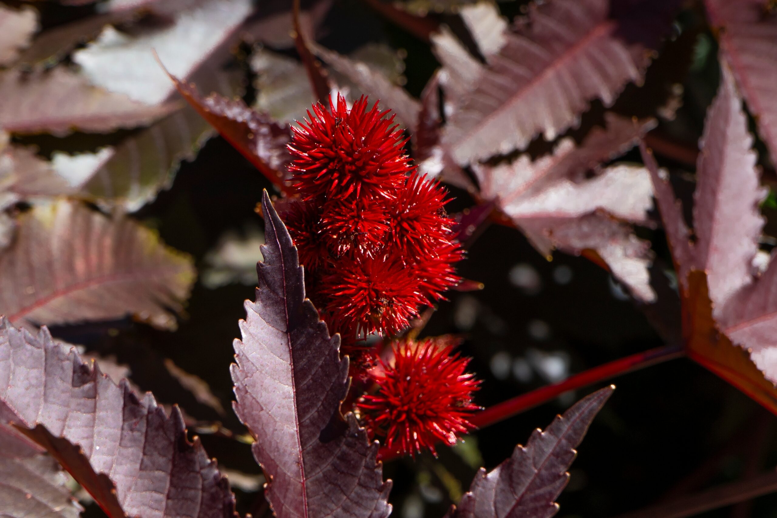 ricinus_castor_oil_ingredient_dalu_natural_skincare_intensive_repair_hair_mask