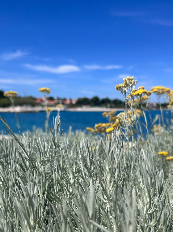 BLOG - IMMORTELLE FLOWER